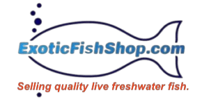  Exotic Fish Shop promotions